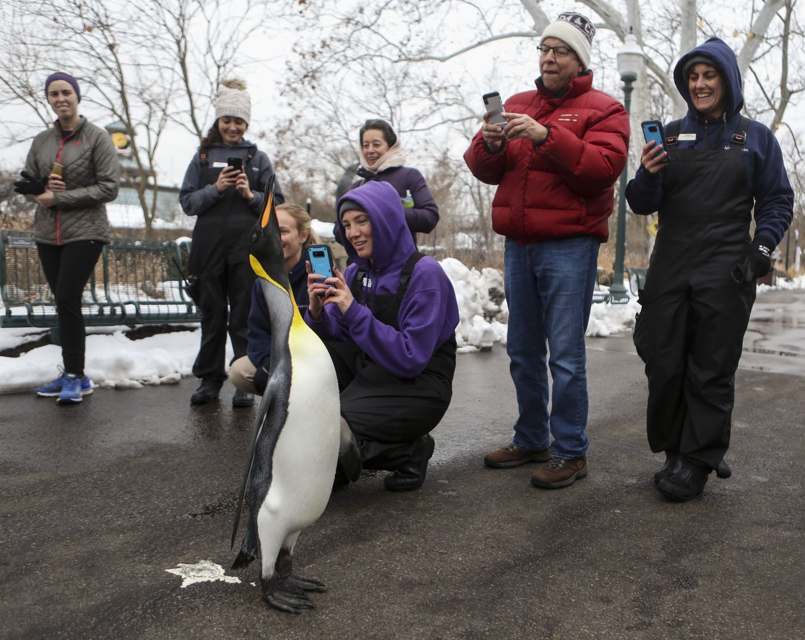 Penguin Pandemonium
